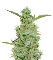 Mango Haze Regular (Mr. Nice Seedbank)