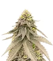 Cherry Gar-see-ya R1 (Ethos Genetics)