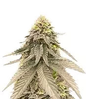 Cherry Gar-see-ya R1 (Ethos Genetics)