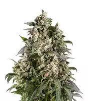 Cafe Racer (Blimburn Seeds)
