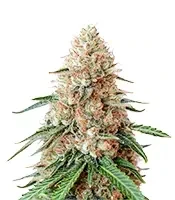 Double Cream (Cream of the Crop Seeds)