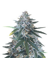 King’s Kush Auto CBD (Green House Seeds)
