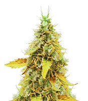 OG's Kush (Blimburn Seeds)