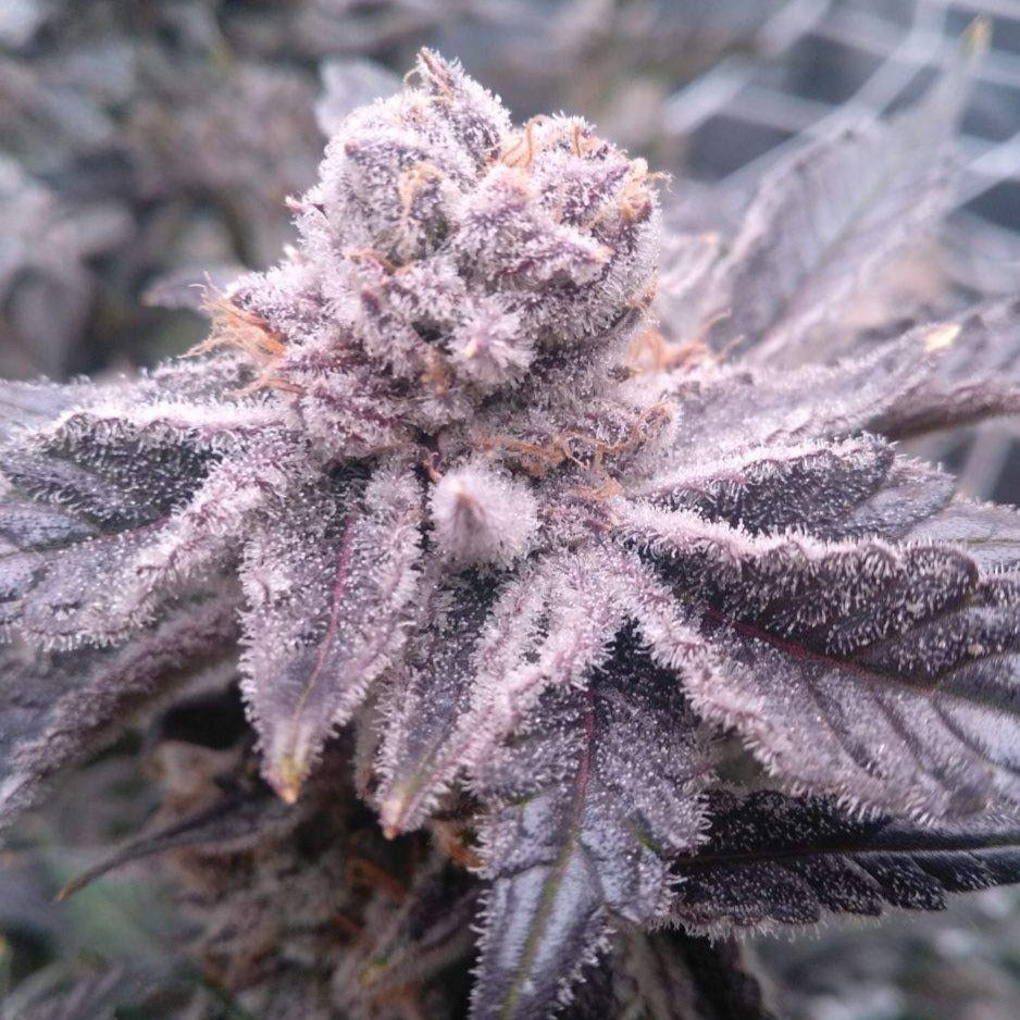 Mandarin Cookies Steckling - 1 Steckling