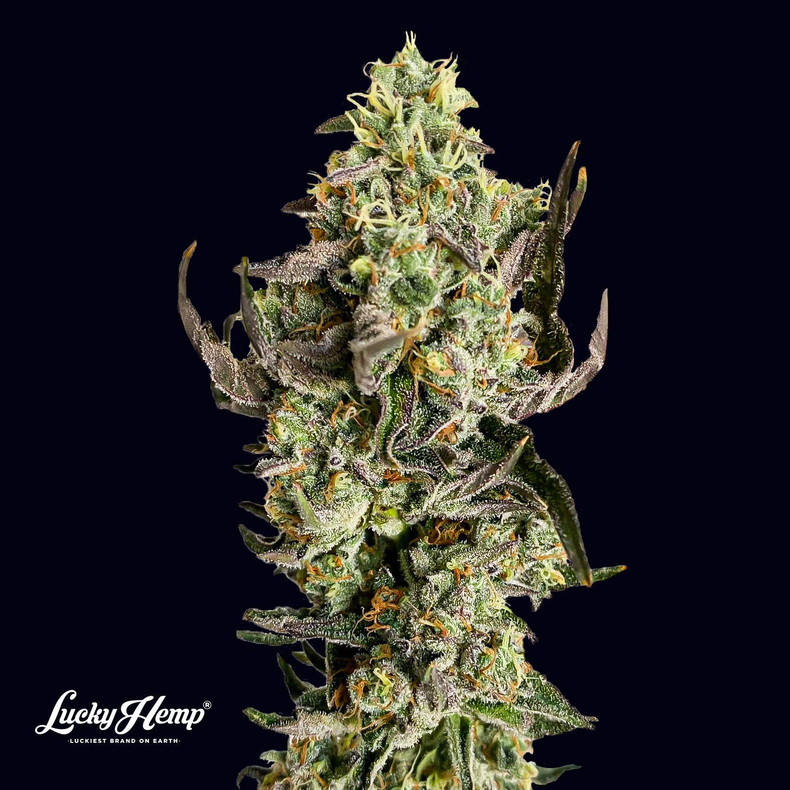 Tropicana US Samen Feminisiert - 1 Samen (+1 Gratis)