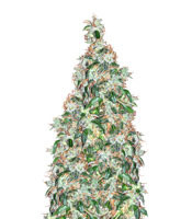 LSD Auto (Barney's Farm)