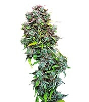 S.A.D. Sweet Afgani Delicious Auto (Sweet Seeds)
