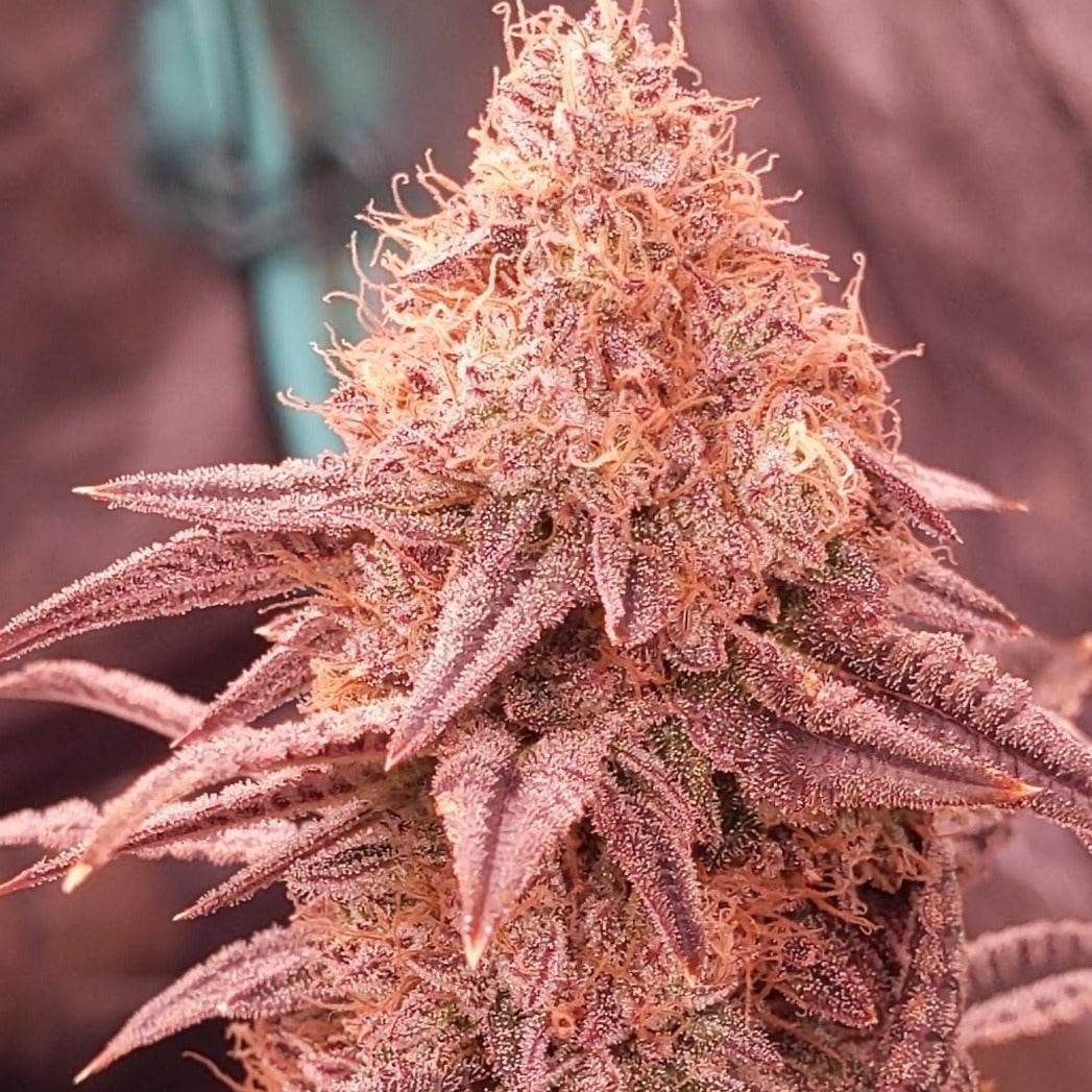 Cherry Runtz US Samen Feminisiert - 3 Samen