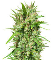 Malawi Regular (Ace Seeds)