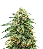 Mendocino Chanel Kush (Medical Seeds)