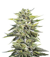 Sour Lemon OG (Emerald Triangle Seeds)
