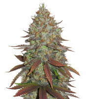 JillyBean regular (TGA Subcool Seeds (SubCool’s The Dank))