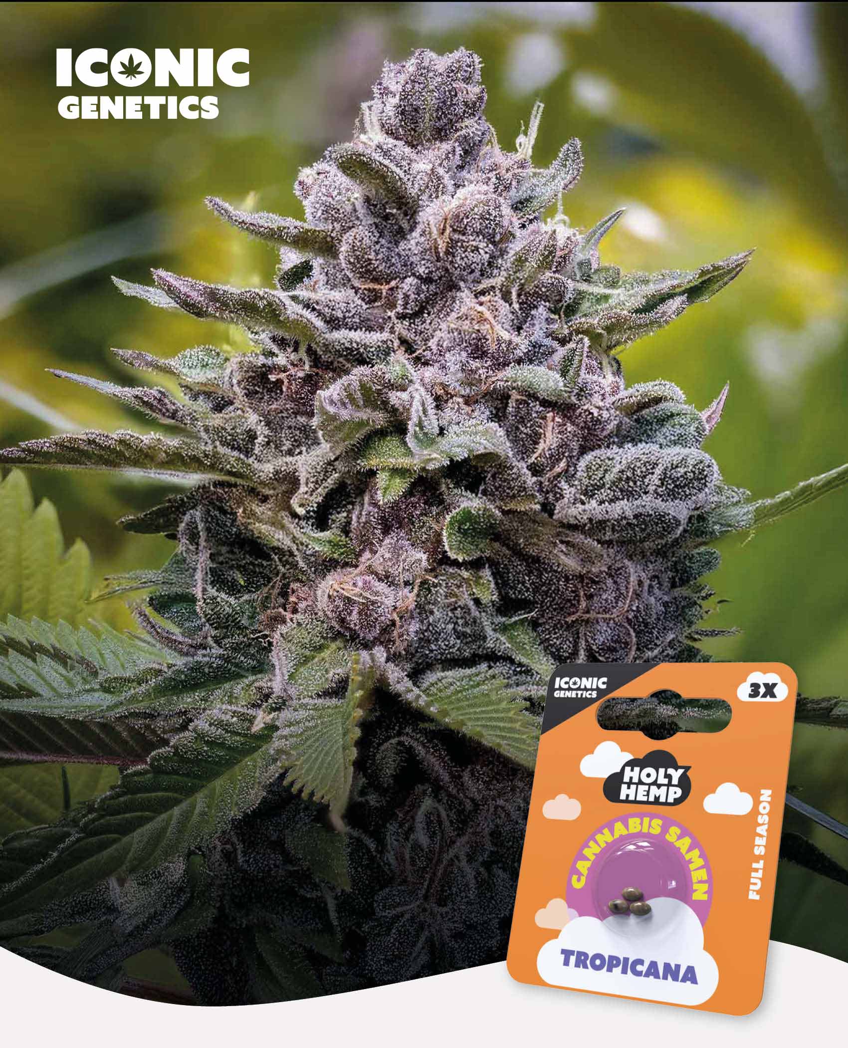 Tropicana Feminisiert