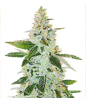 Larry's Lemon OG (Garden Of Green)