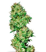 Utopia Haze (Barney's Farm)