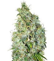 Northern Light X Skunk (World of Seeds)