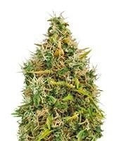 Royal AK Automatic (Royal Queen Seeds)