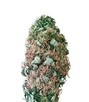 MR.Fix (VIP Seeds)