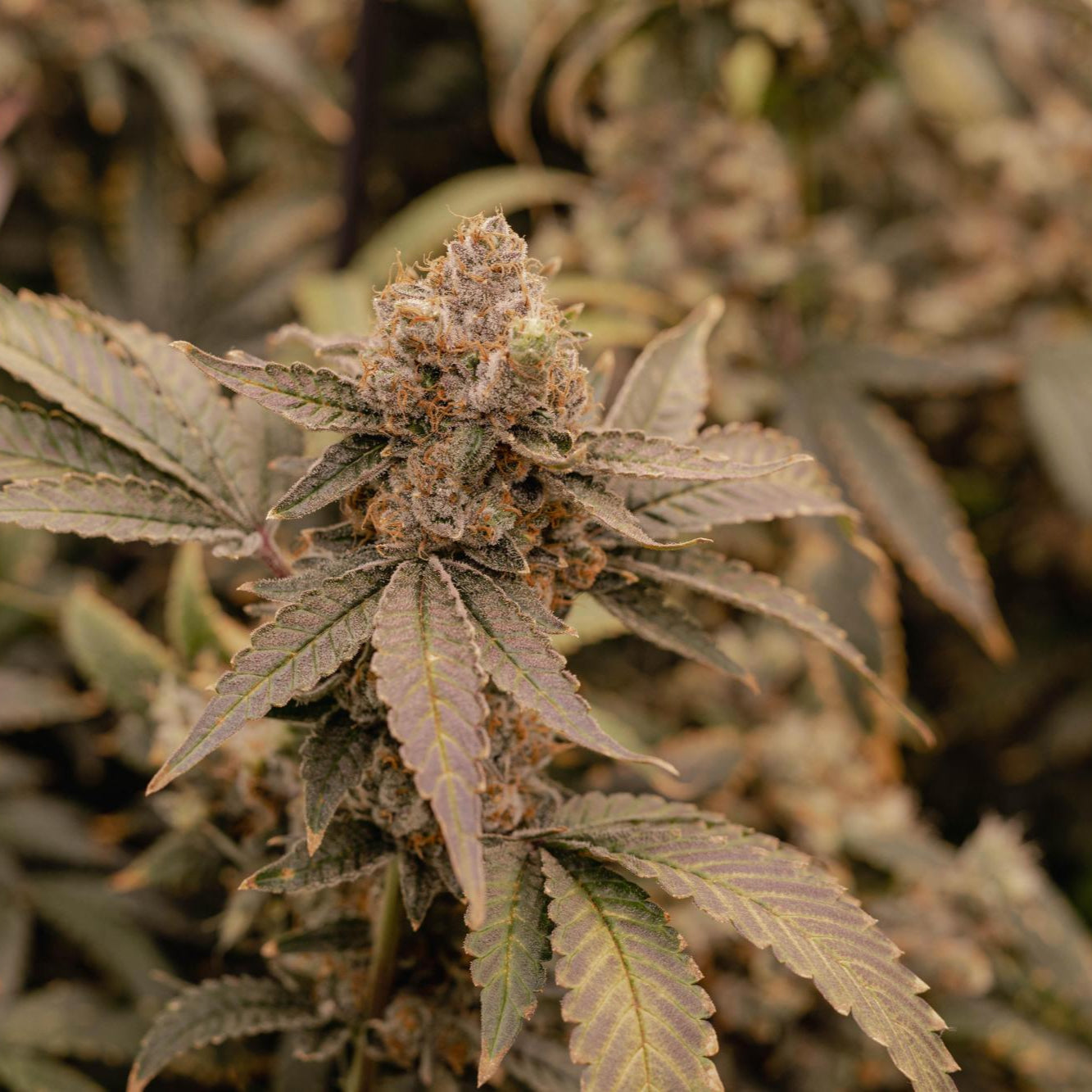 Apple Fritter Samen Automatik - 1 Samen