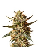 Bubblegum XL (Royal Queen Seeds)