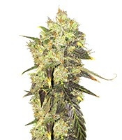 Supreme Durban CBD (Nirvana Seeds)
