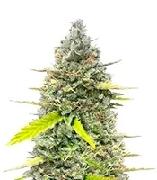 Fugue State Auto (Mephisto Genetics)