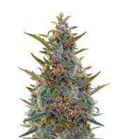 Berry Ryder Auto (Auto Seeds)