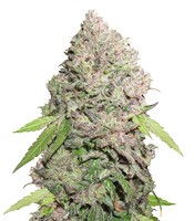 CBD Charlotte’s Angel (Dutch Passion)