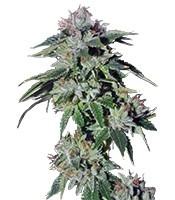 Pure Kush (Green House Seeds)