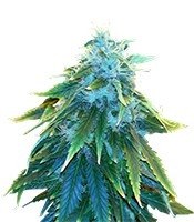 AK 48 (Nirvana Seeds)