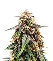 OG Critical (Emerald Triangle Seeds)