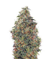 Sweet Mango Auto (Green House Seeds)