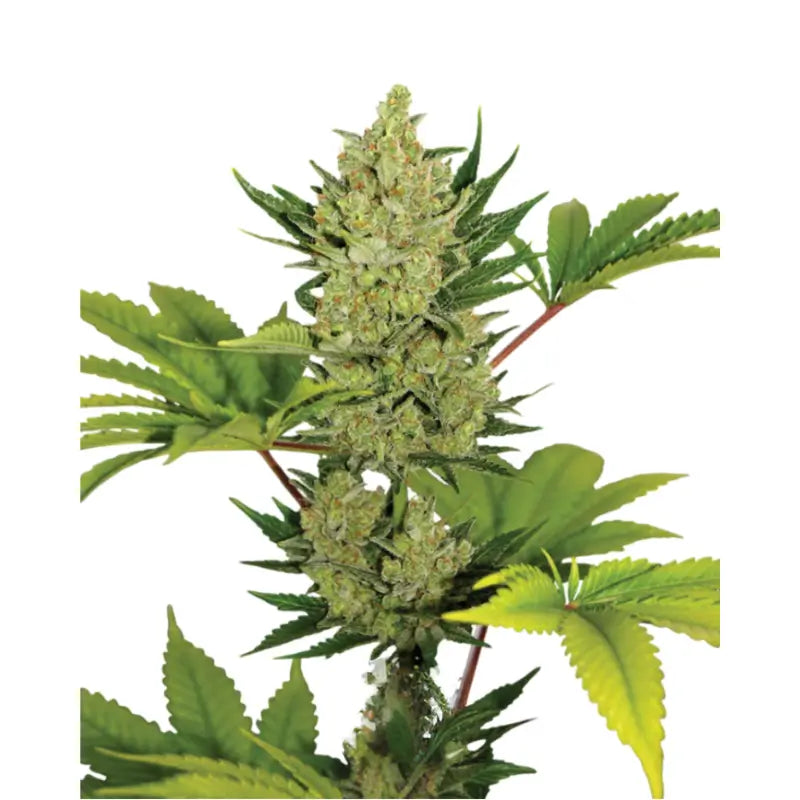 Cheese Auto Cannabis Samen - 3 Stück