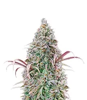 Rosetta Stone (Brothers Grimm Seeds)