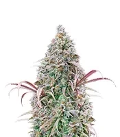 Rosetta Stone (Brothers Grimm Seeds)