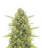 Acapulco Gold (Barney's Farm)