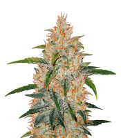 Z Auto (Original Sensible Seeds)