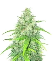 Humboldt Headband Feminized (Humboldt Seed Company)