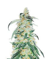 RudeBoi OG (Seedkeepers)