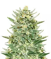 Strawberry Banana Auto (Fast Buds)