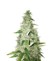 Lemon Ice 2.0 (Ripper Seeds)