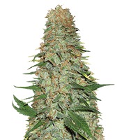 Mango Chutney (Dr Krippling Seeds)