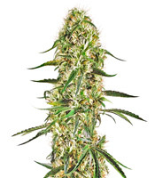 Silver Bubble Regular (Reserva Privada)