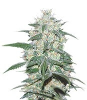 Pakistan Valley (World of Seeds)