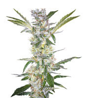 U - Pink Kush (Dr Underground)