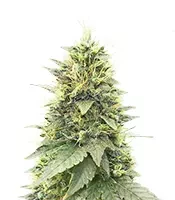 Cherry Poppers (Barney's Farm)