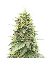 Cherry Poppers (Barney's Farm)