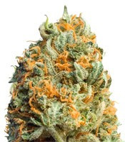 Fully Loaded Auto (Heavyweight Seeds)