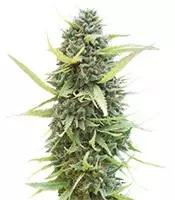 Colombian Gold (World of Seeds)