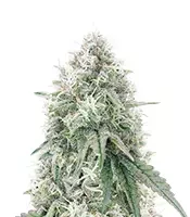 Mac N' Jack R1 (Ethos Genetics)